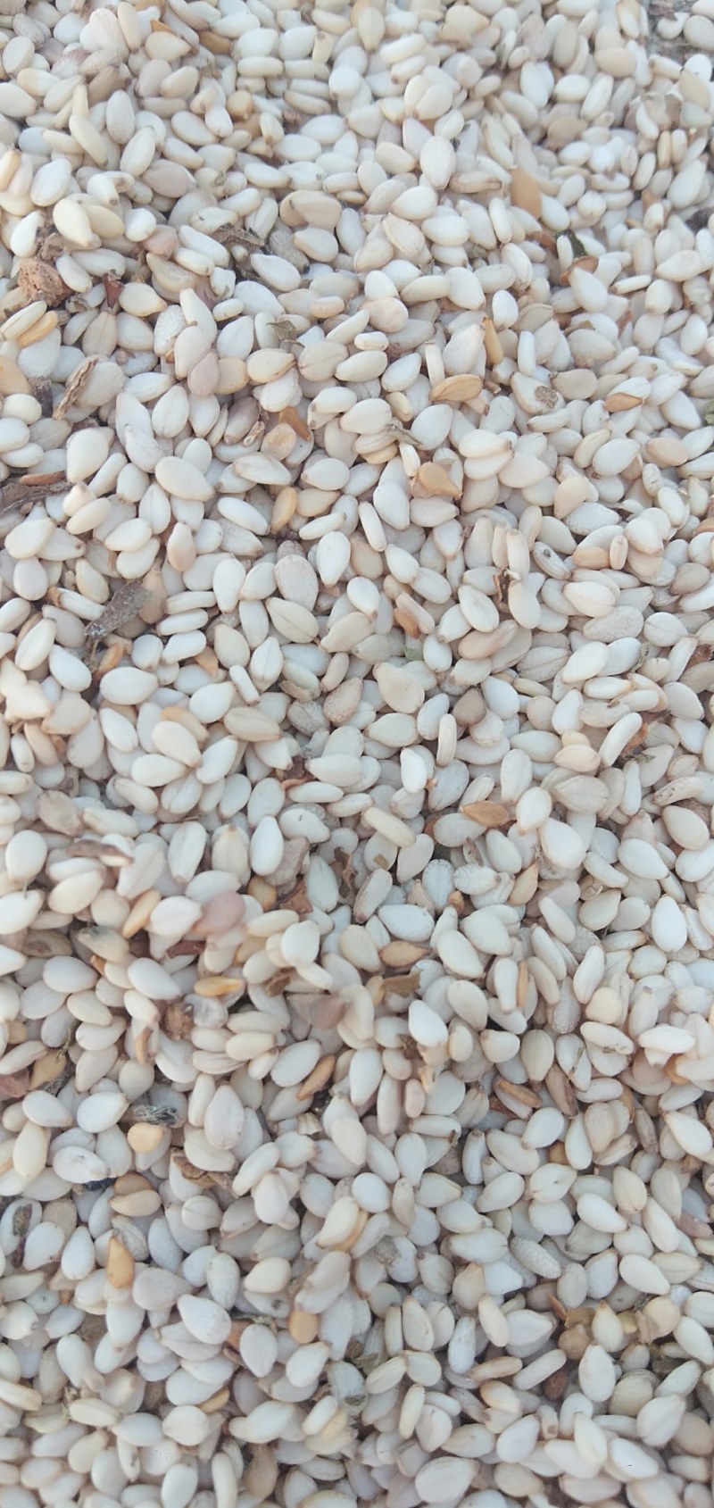 2025年白芝麻，色度白，干饱净，适应加工榨油，食品加工