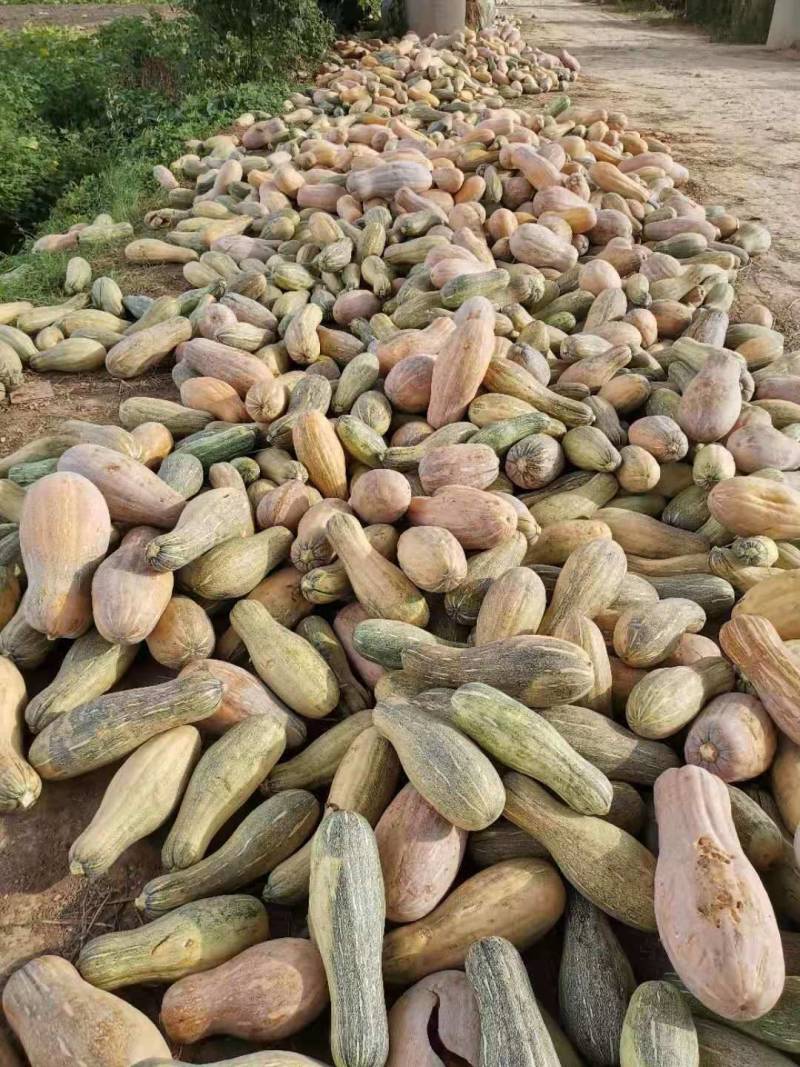 养殖场专用南瓜，喂猪、虫、蜗牛、鸡鸭