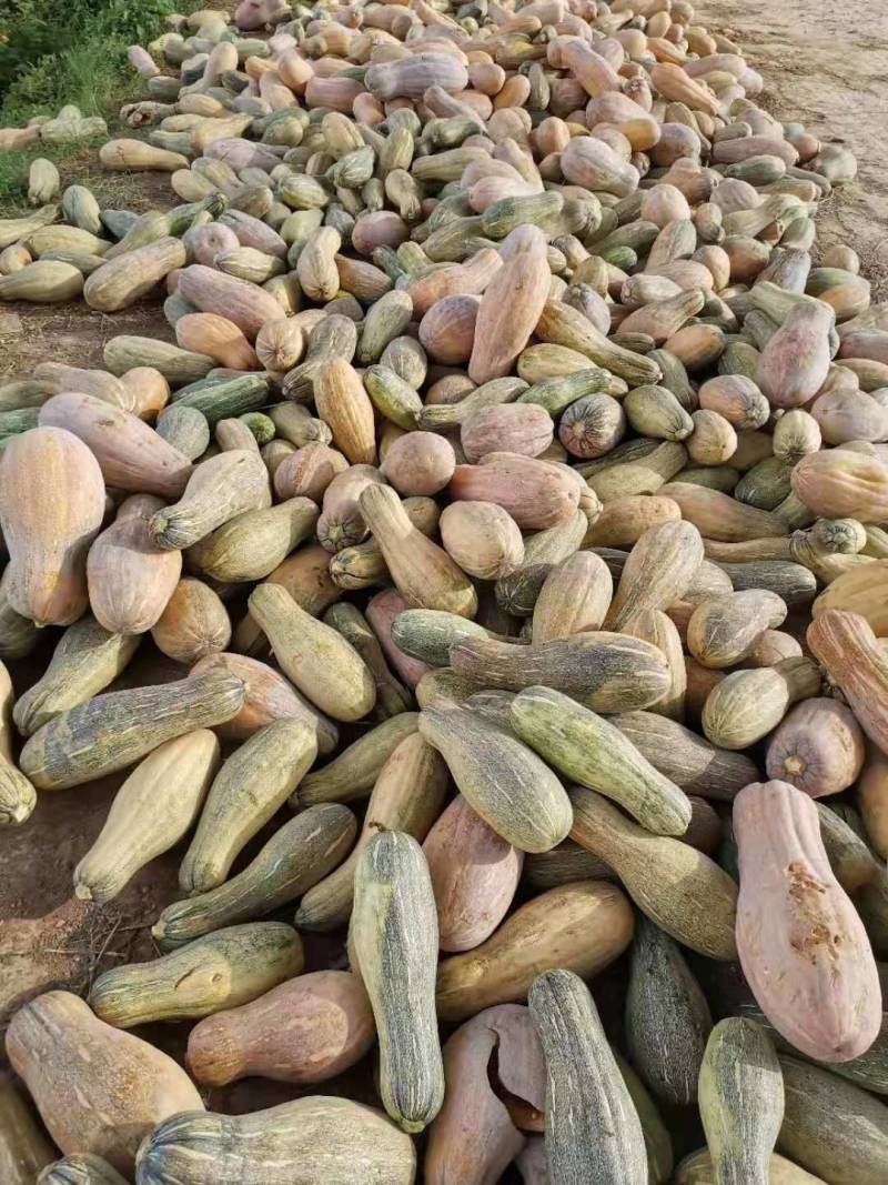 养殖场专用南瓜，喂猪、虫、蜗牛、鸡鸭
