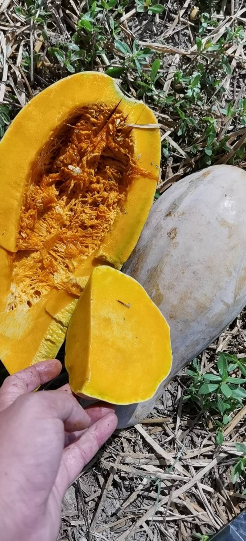 养殖场专用南瓜，喂猪、虫、蜗牛、鸡鸭
