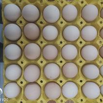 无抗鸡蛋，绿壳鸡蛋加色商超专业供应商