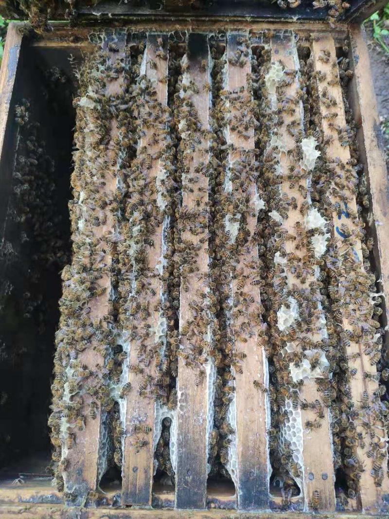 蜂蜜椴树蜜优质蜂蜜