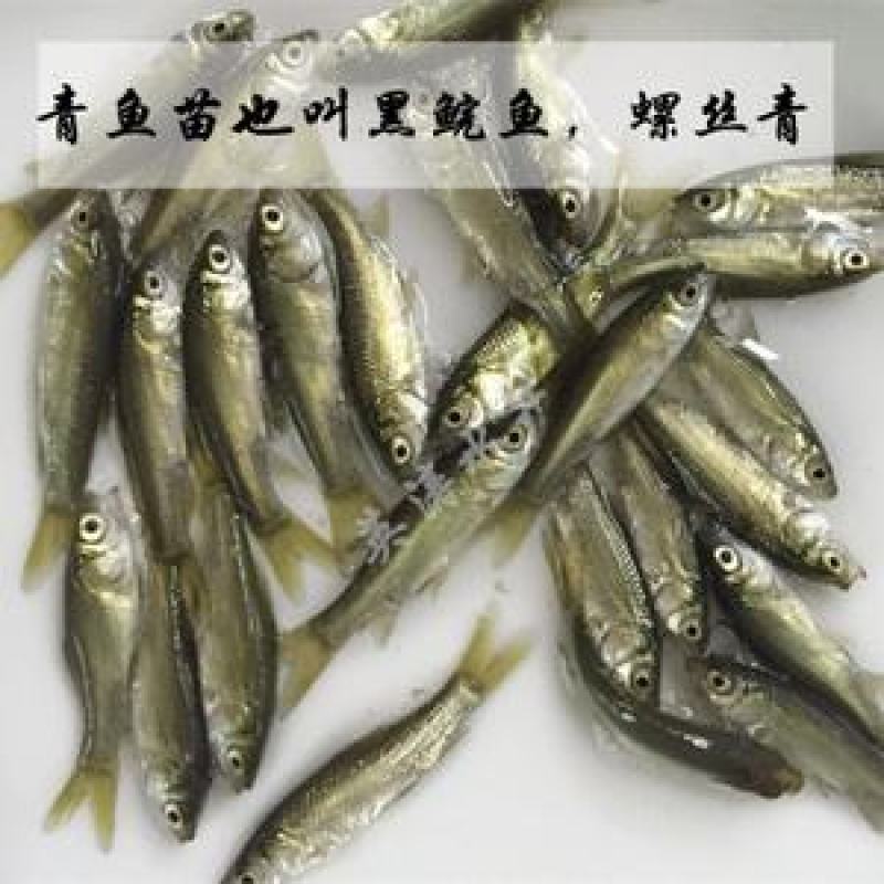 出售各种鱼苗草鱼鲤鱼鲫鱼