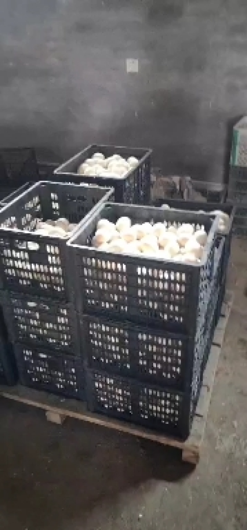 大白鸭蛋，六个左右一斤大白蛋，薄利多销，
