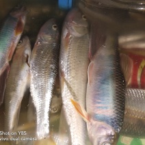 高山冷水淡水鱼马口川丁鱼桃花鱼