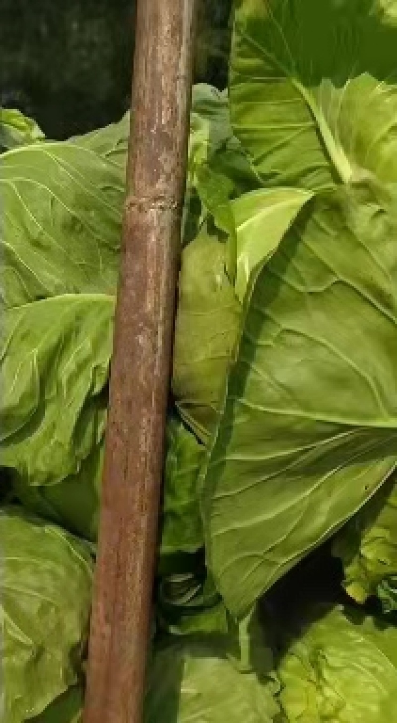 张家口甘蓝圆包菜一手货源产地直销诚信经营一条龙服务