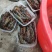 黑虎虾，海水黑虎虾，肉多多，满足大口吃肉，虾中贵族