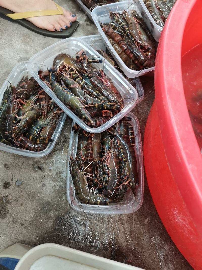 黑虎虾，海水黑虎虾，肉多多，满足大口吃肉，虾中贵族