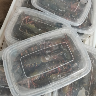 黑虎虾，海水黑虎虾，肉多多，满足大口吃肉，虾中贵族