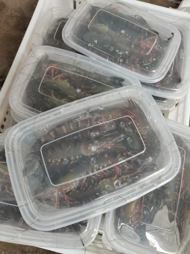 黑虎虾，海水黑虎虾，肉多多，满足大口吃肉，虾中贵族