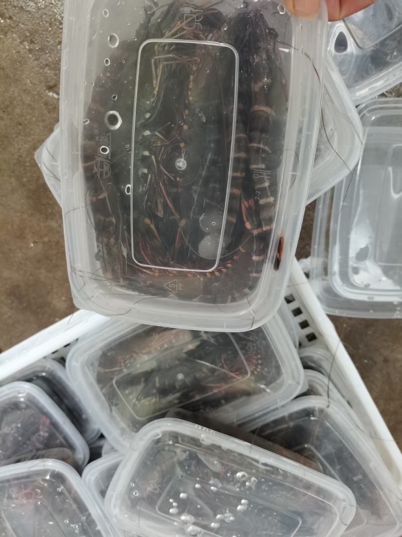 黑虎虾，海水黑虎虾，肉多多，满足大口吃肉，虾中贵族