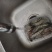 黑虎虾，海水黑虎虾，肉多多，满足大口吃肉，虾中贵族