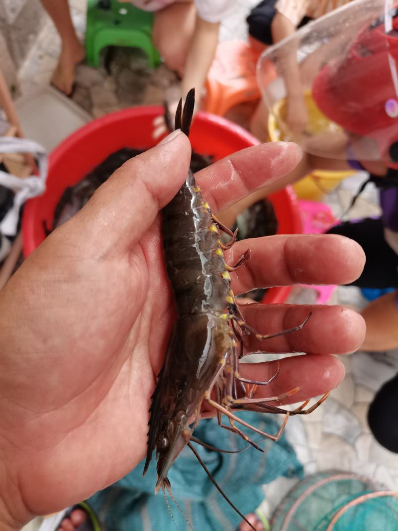 黑虎虾，海水黑虎虾，肉多多，满足大口吃肉，虾中贵族