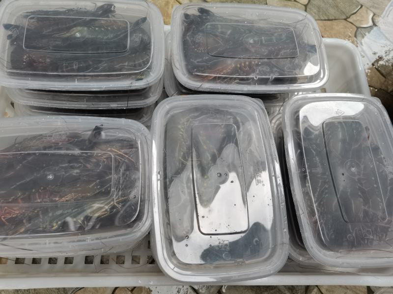 黑虎虾，海水黑虎虾，肉多多，满足大口吃肉，虾中贵族