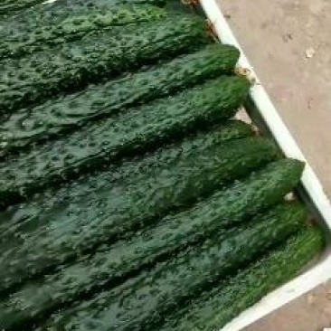 精品黄瓜