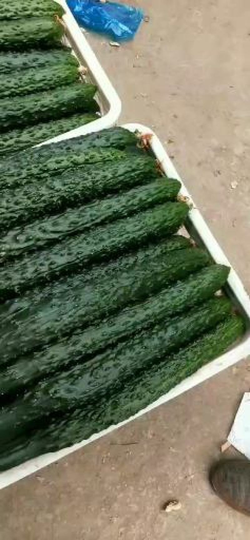 精品黄瓜