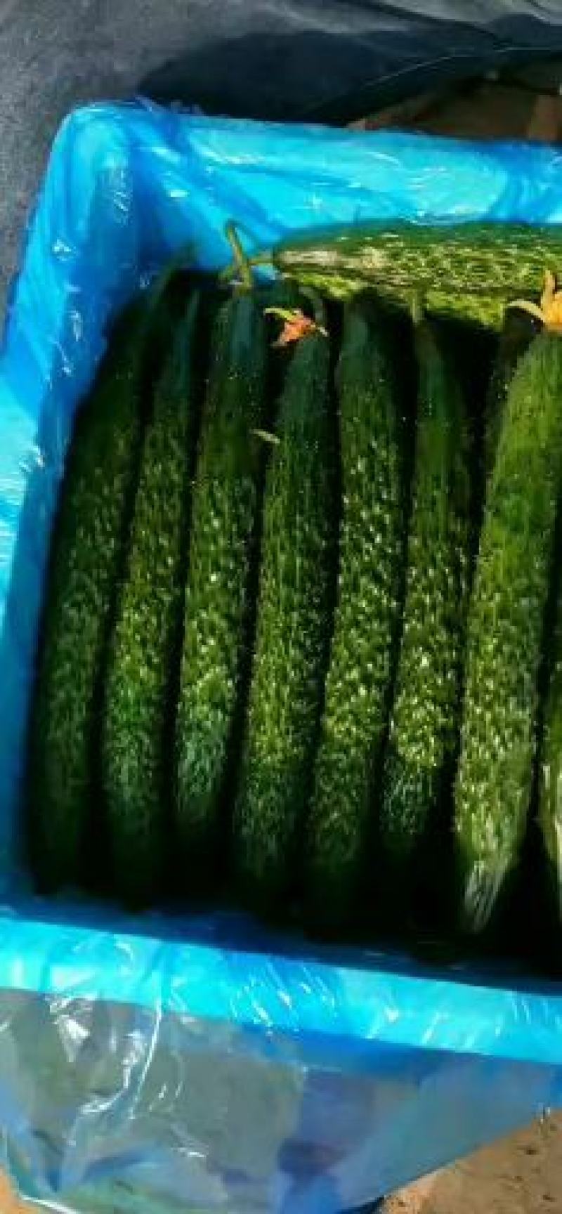 精品黄瓜