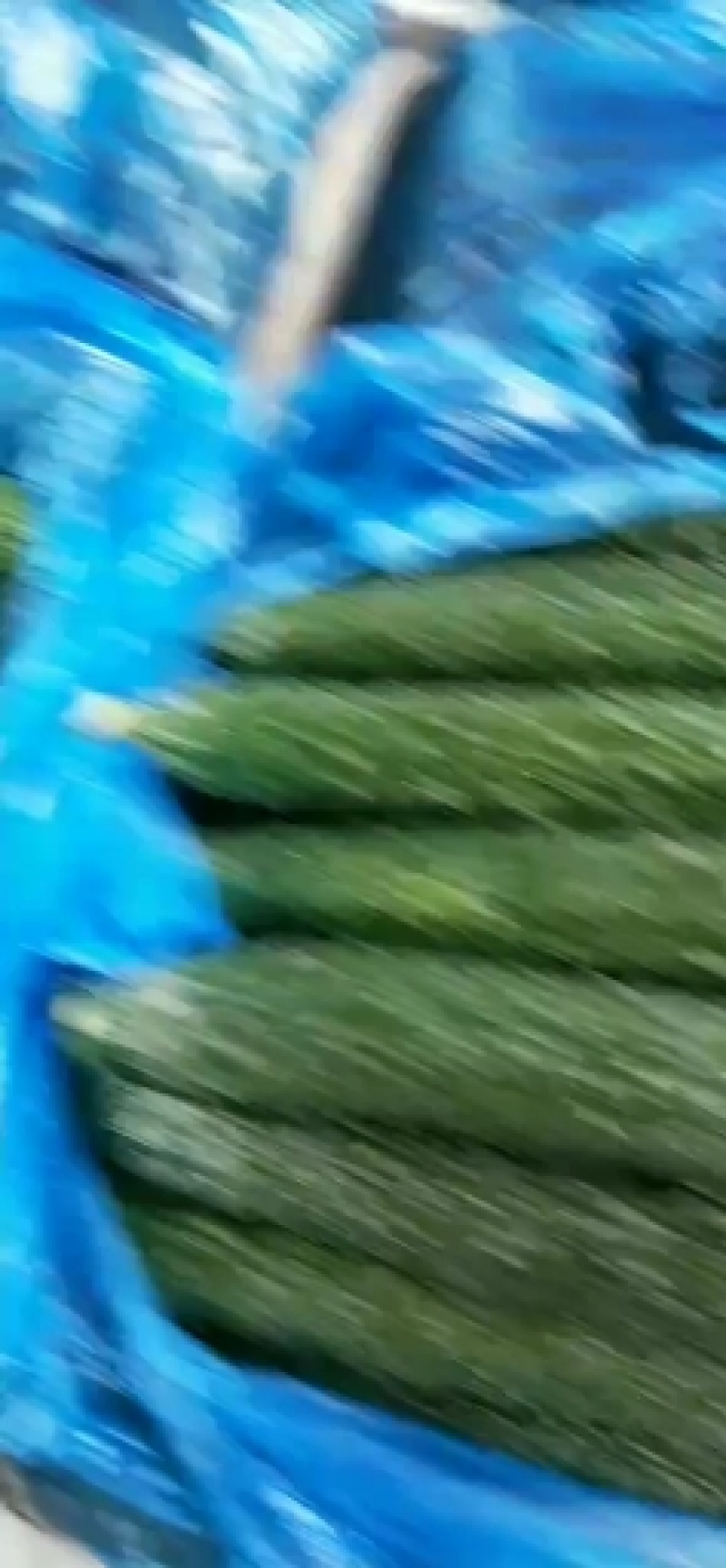 精品黄瓜