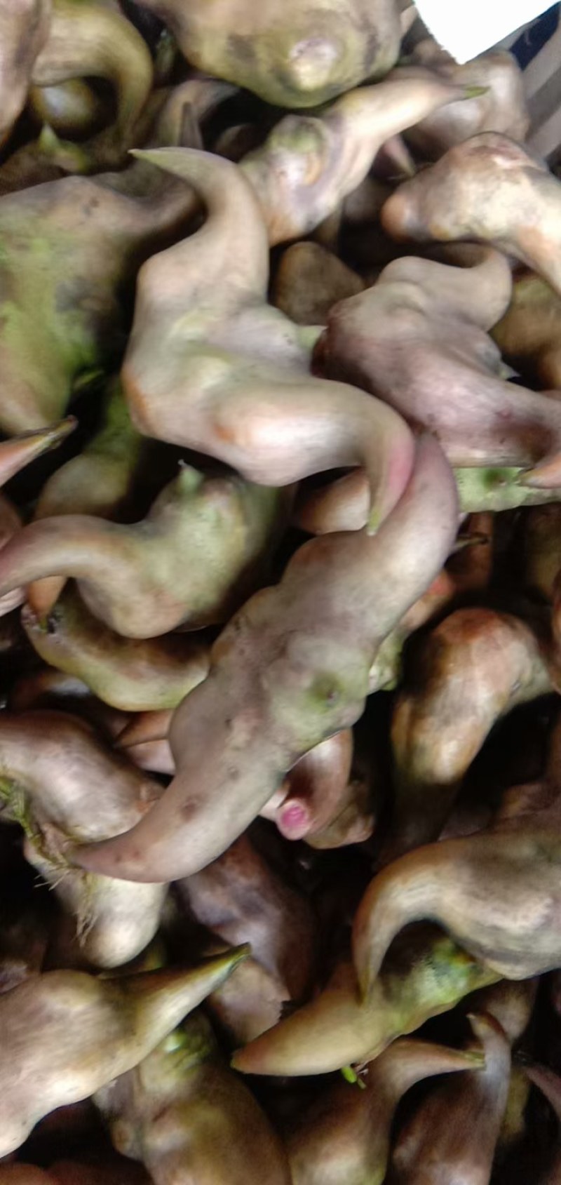 湖北特产，青菱角，红菱角，