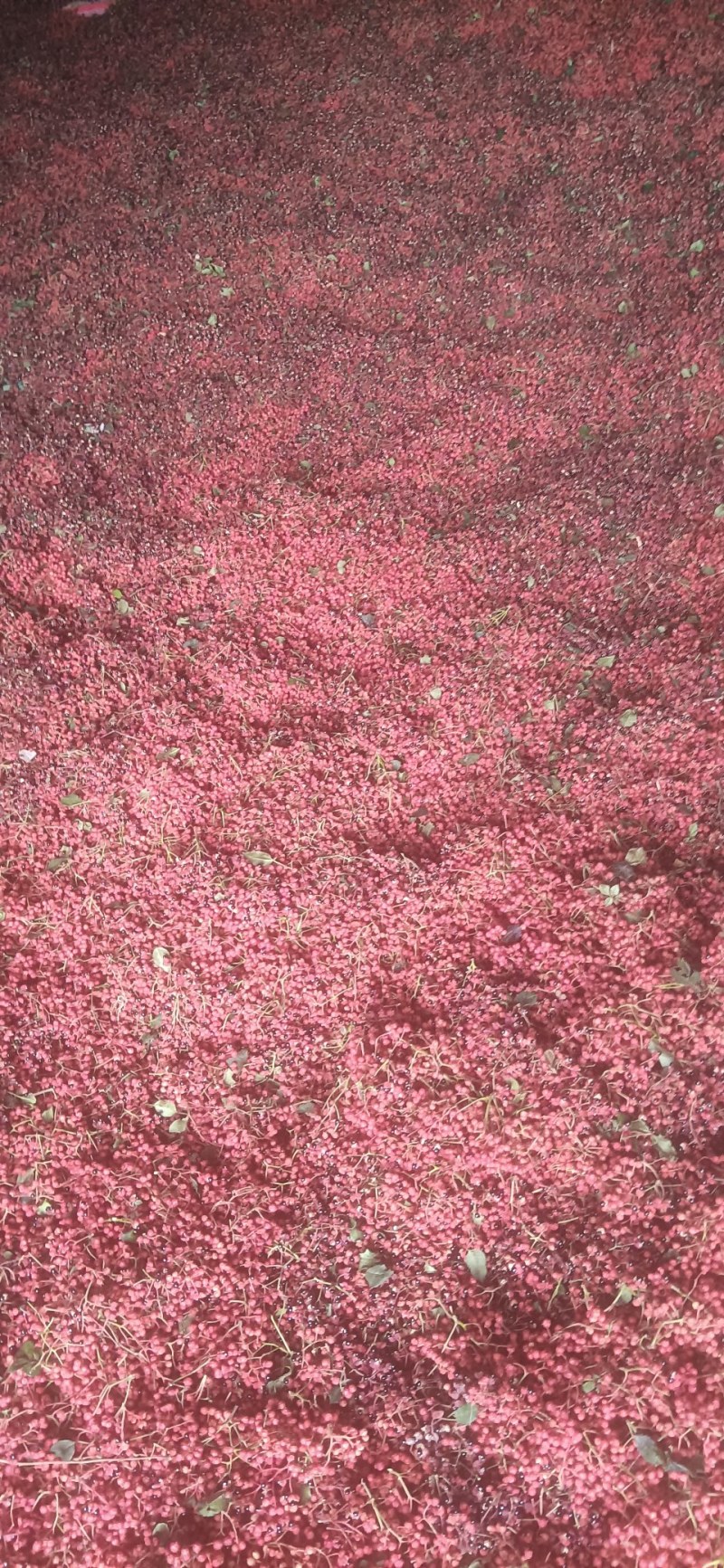 甘肃大量伏椒花椒供应商超火锅店餐饮干调批发调加工