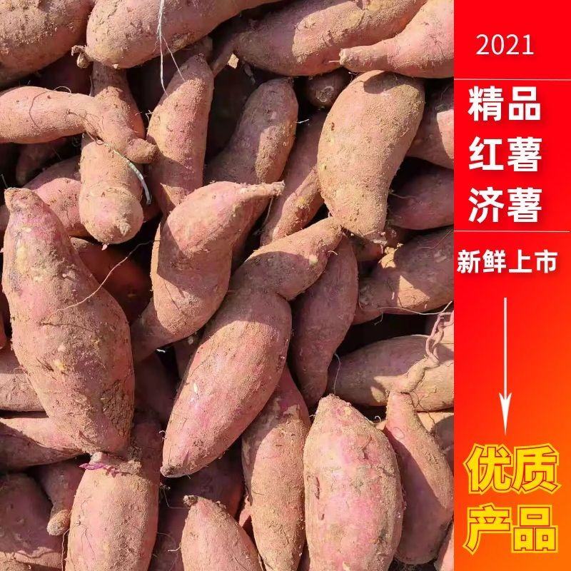 济薯26，也叫板栗薯，口感特别好吃，丘陵沙土地