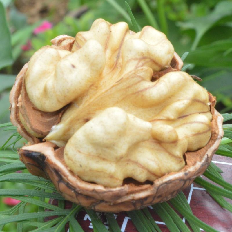 大荔县万亩青皮香玲核桃基地直发火热预售中(代办、代发)