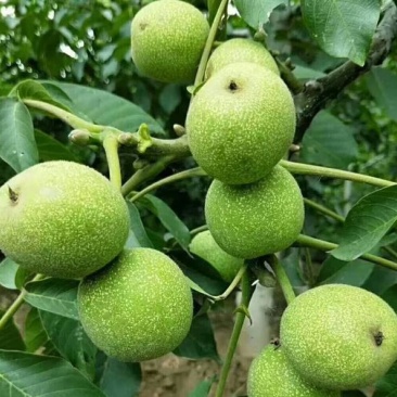 大荔县万亩青皮香玲核桃基地直发火热预售中(代办、代发)