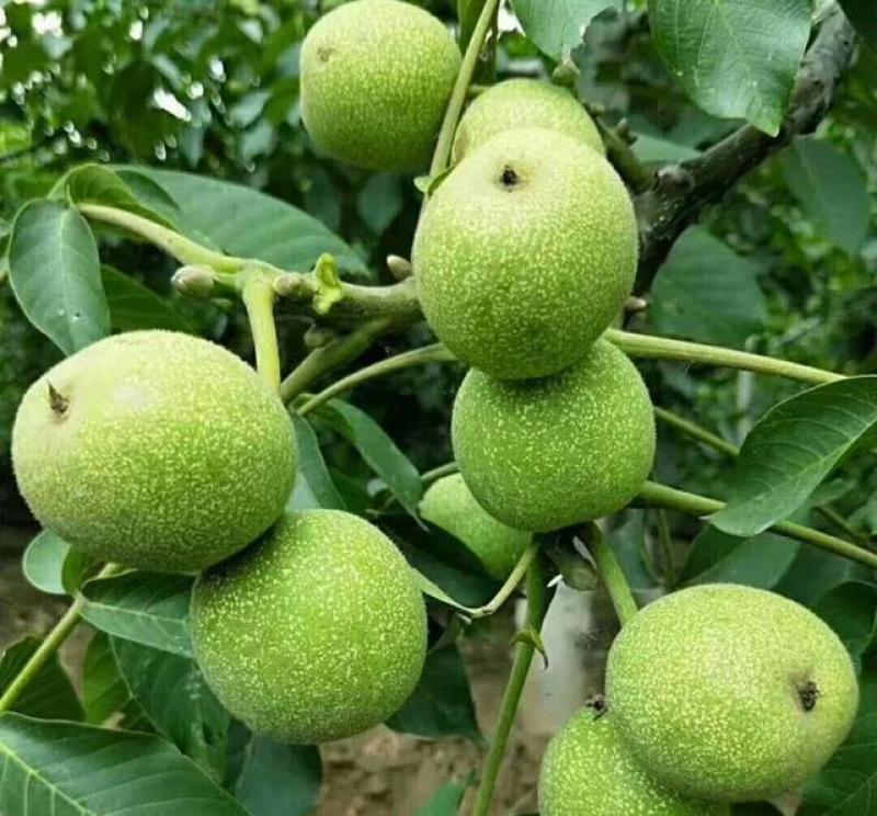 大荔县万亩青皮香玲核桃基地直发火热预售中(代办、代发)