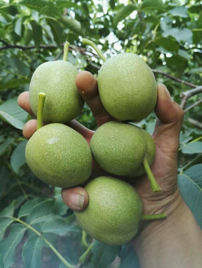 大荔县万亩青皮香玲核桃基地直发火热预售中(代办、代发)