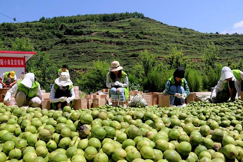 大荔县万亩青皮香玲核桃基地直发火热预售中(代办、代发)