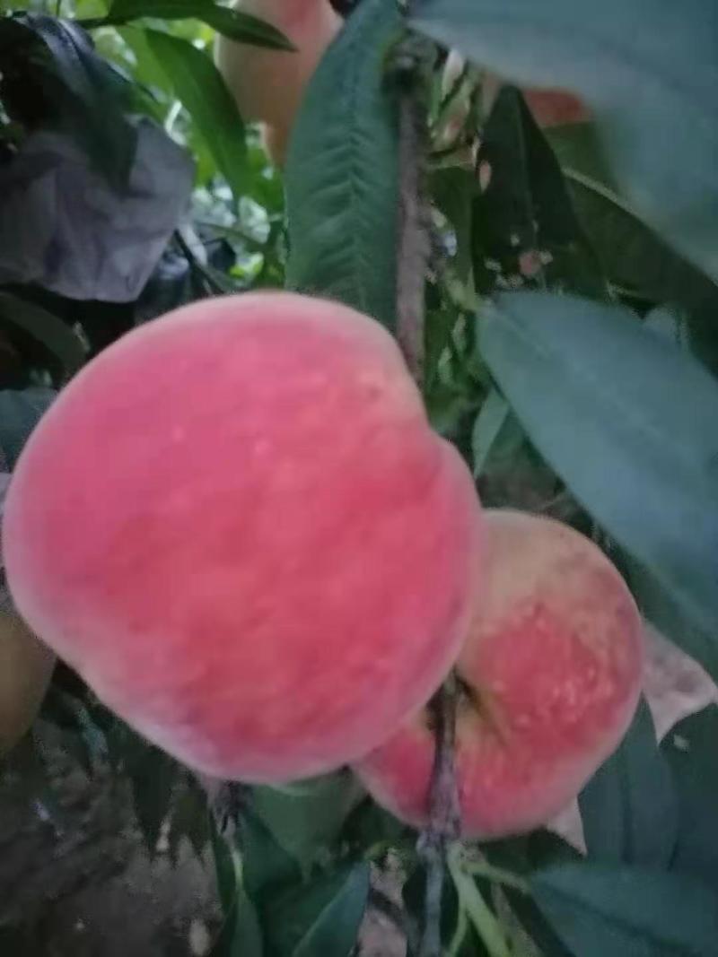 阿富白桃，富岛桃，红桃脆甜桃硬桃不软桃蜜桃