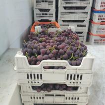 浦江巨峰葡萄全面上市，每天可供十万斤左右，欢迎新老顾客回