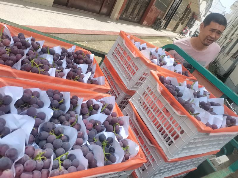 浦江巨峰葡萄全面上市，每天可供十万斤左右，欢迎新老顾客回