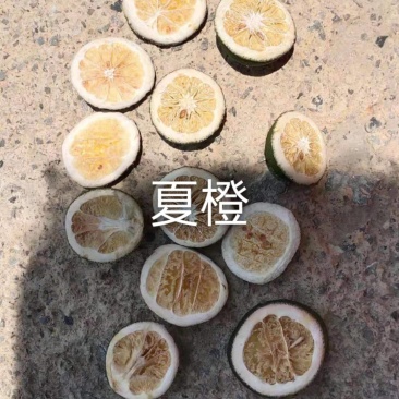 40～50茶叶果，小青柑，产地直销，欢迎全国各地客户合作