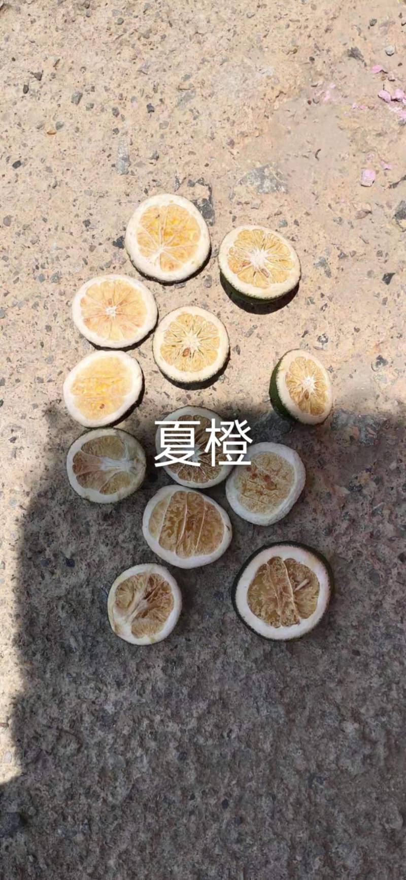 40～50茶叶果，小青柑，产地直销，欢迎全国各地客户合作