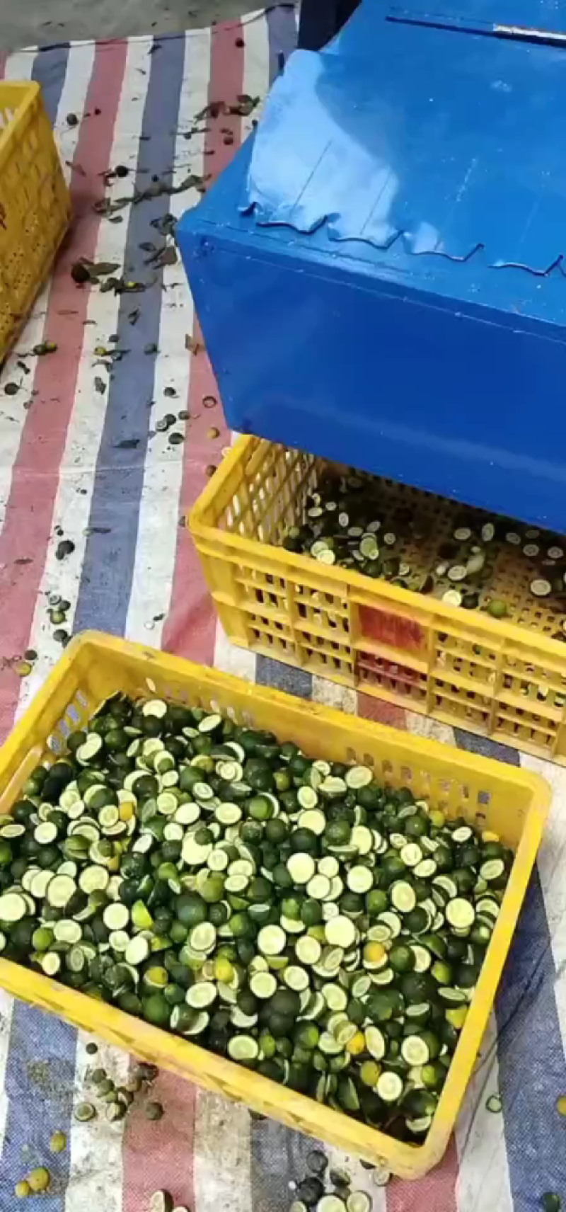 40～50茶叶果，小青柑，产地直销，欢迎全国各地客户合作