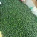 40～50茶叶果，小青柑，产地直销，欢迎全国各地客户合作