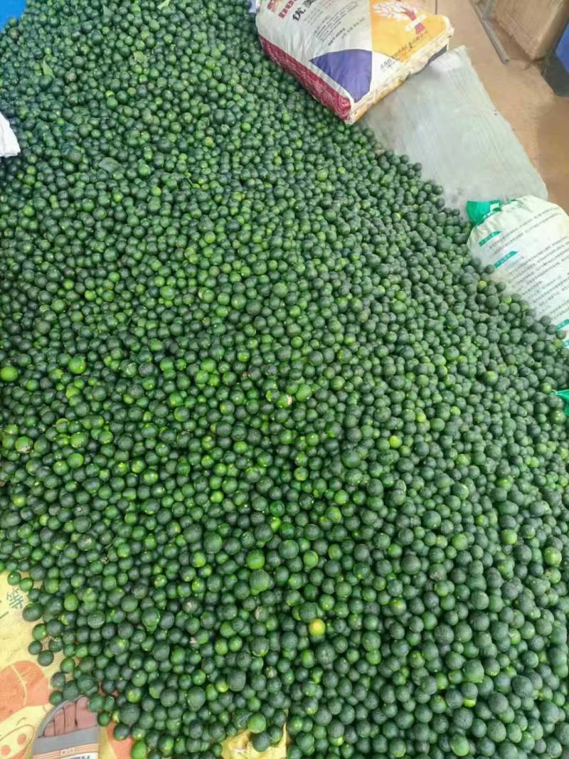 40～50茶叶果，小青柑，产地直销，欢迎全国各地客户合作