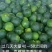 40～50茶叶果，小青柑，产地直销，欢迎全国各地客户合作