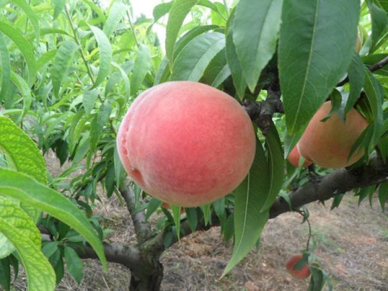 阿富白桃，富岛桃，红桃脆甜桃硬桃不软桃蜜桃