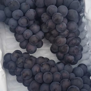 河北卢龙套袋京亚葡萄果粉好颜色全黑货源充足，