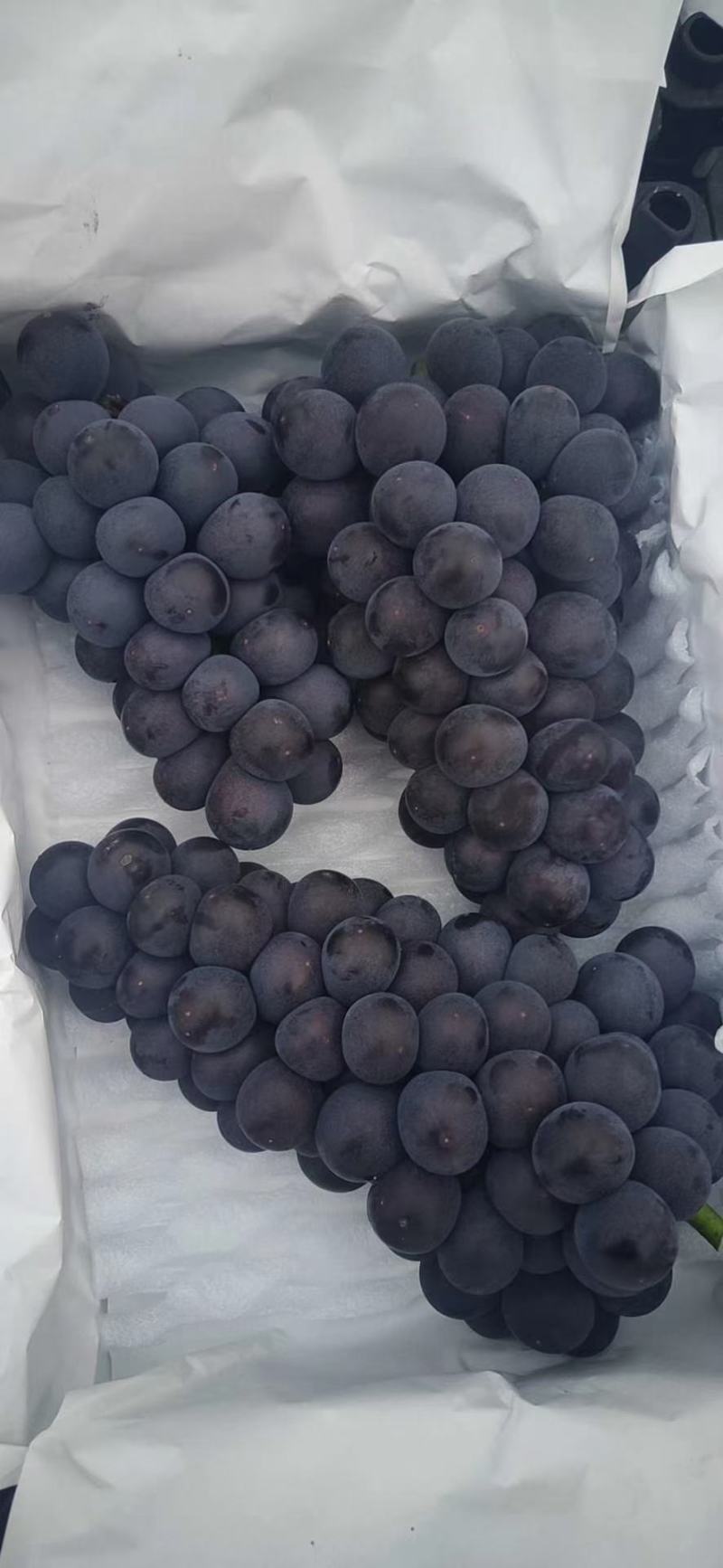 河北卢龙套袋京亚葡萄果粉好颜色全黑货源充足，
