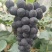 河北卢龙套袋京亚葡萄果粉好颜色全黑货源充足，