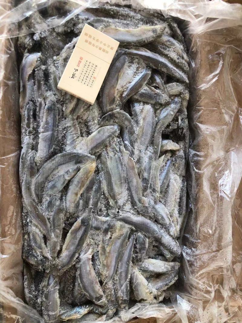 加拿大多春鱼公体