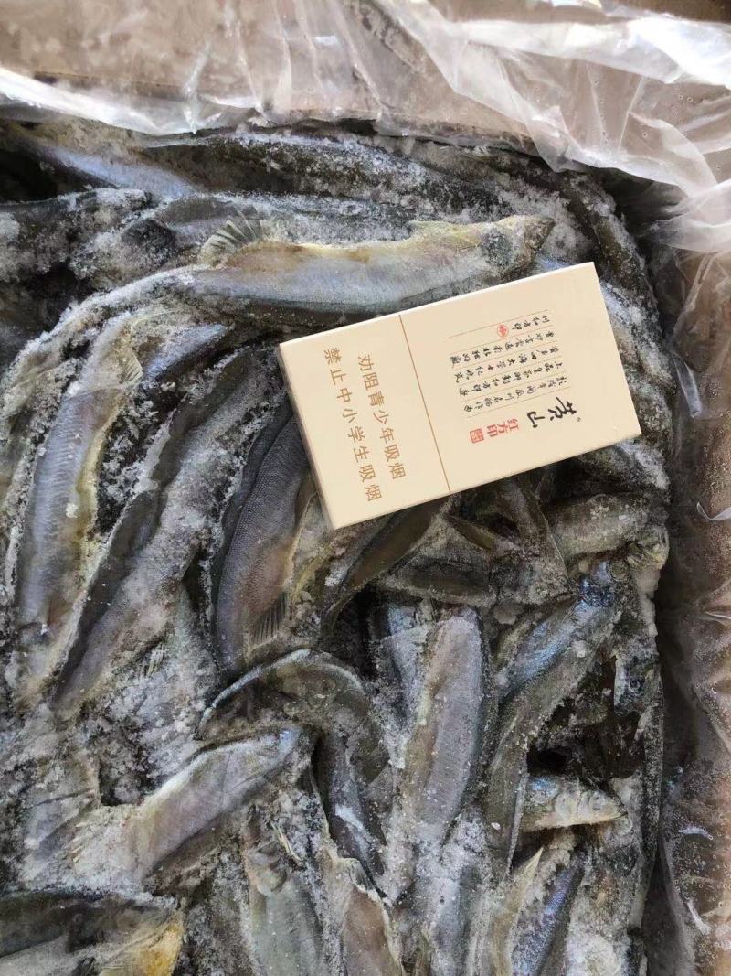 加拿大多春鱼公体