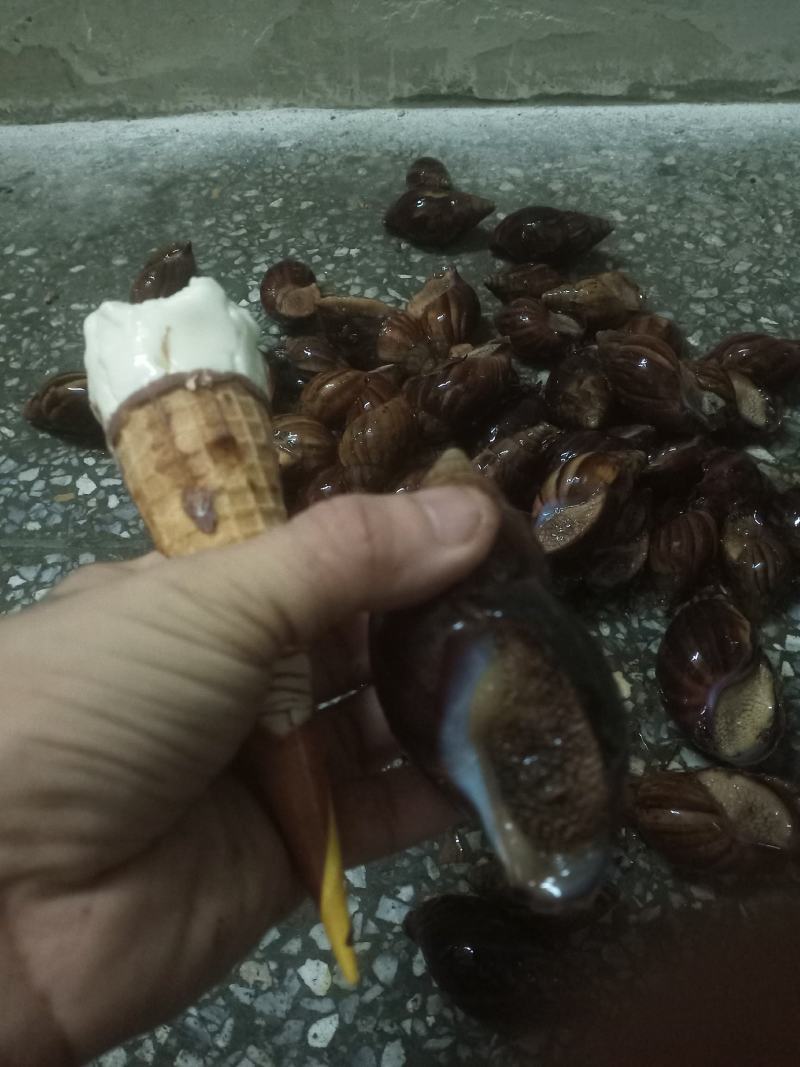 白玉蜗牛成年蜗牛大大的肉