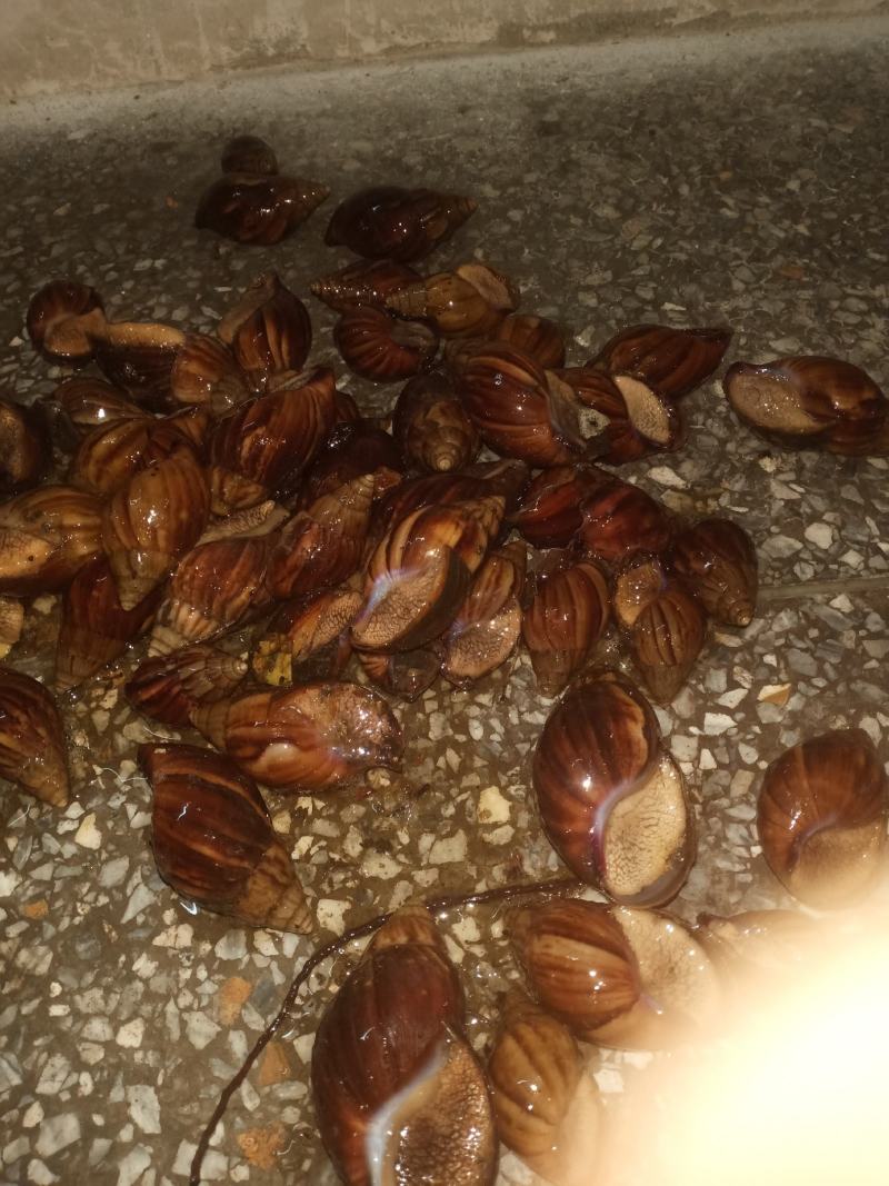 白玉蜗牛成年蜗牛大大的肉