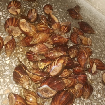 白玉蜗牛成年蜗牛大大的肉