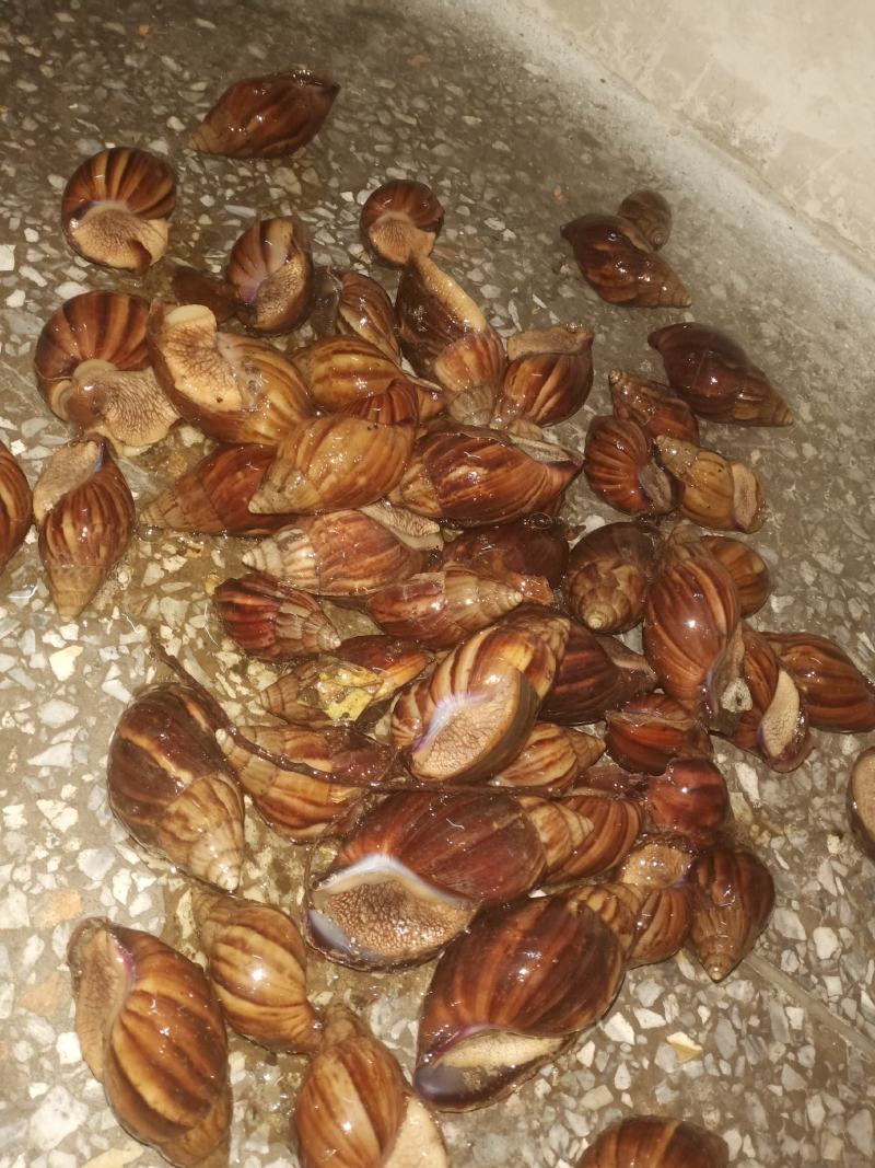 白玉蜗牛成年蜗牛大大的肉