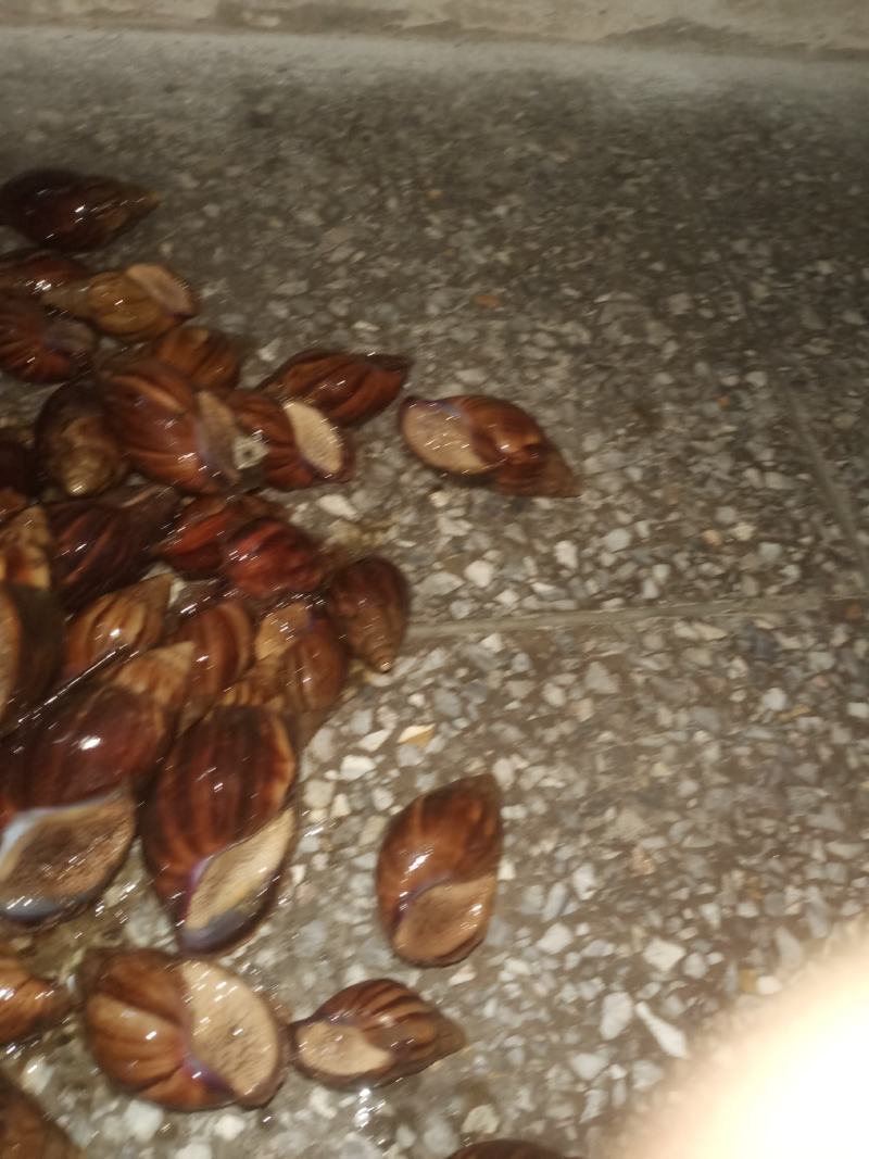 白玉蜗牛成年蜗牛大大的肉